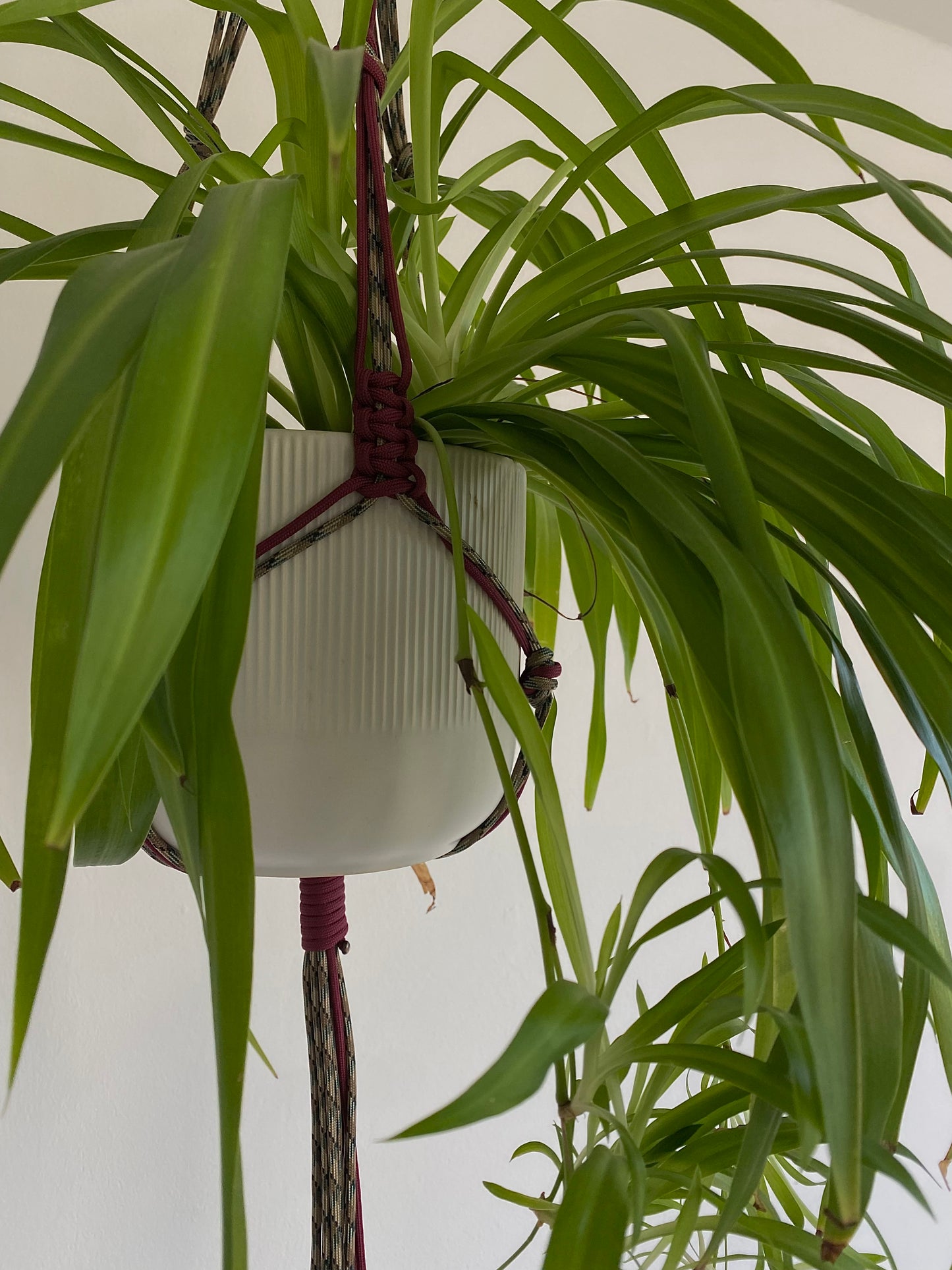 plant hanger//beige/deep red